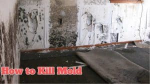 How to Kill Mold