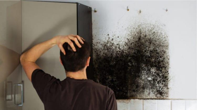 how to get rid of black mold