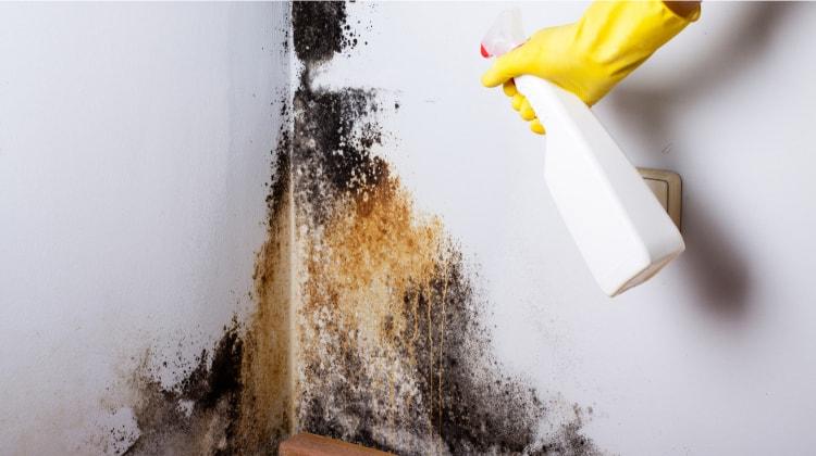 how to remove black mold