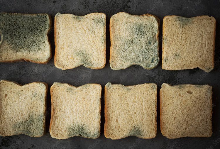 Here’s What Happens When You Eat Mold. How long after eating moldy bread will i get sick?