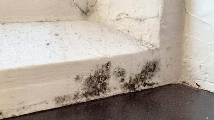 Can mold grow on concrete? Effective Ways