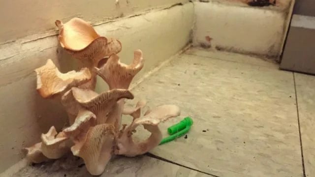 Mushroom Growing in Carpet – Get the Facts and Techniques You Need to Learn