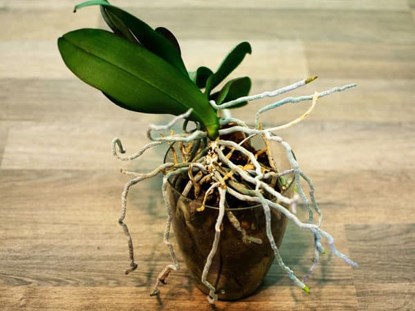 Healthy orchid roots 