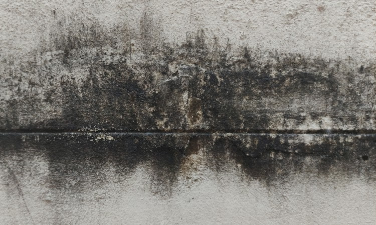 what does mold look like on concrete