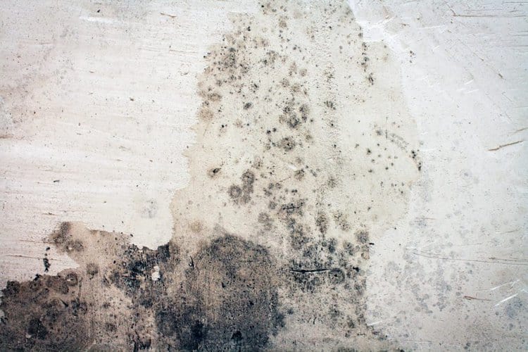 What does mold look like on concrete? Cleaning Tips